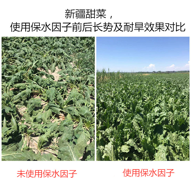 新疆甜菜，使用保水因子前后長(zhǎng)勢(shì)及耐旱效果對(duì)比